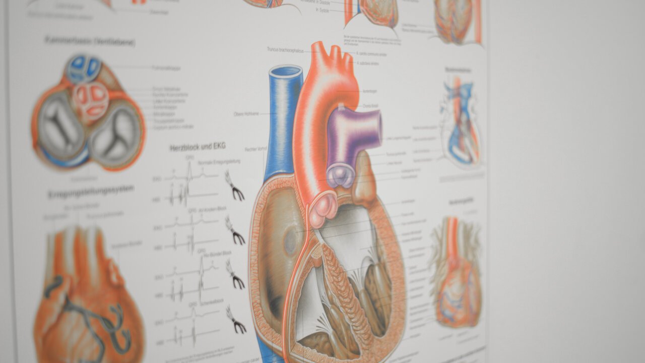 Plakat mit schematischer Darstellung des Herzens