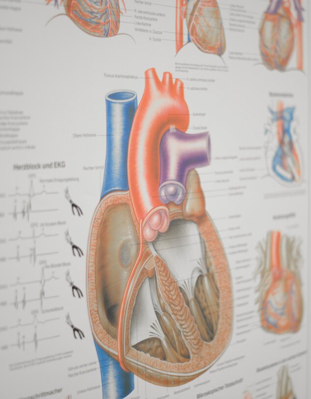 Plakat mit schematischer Darstellung des Herzens