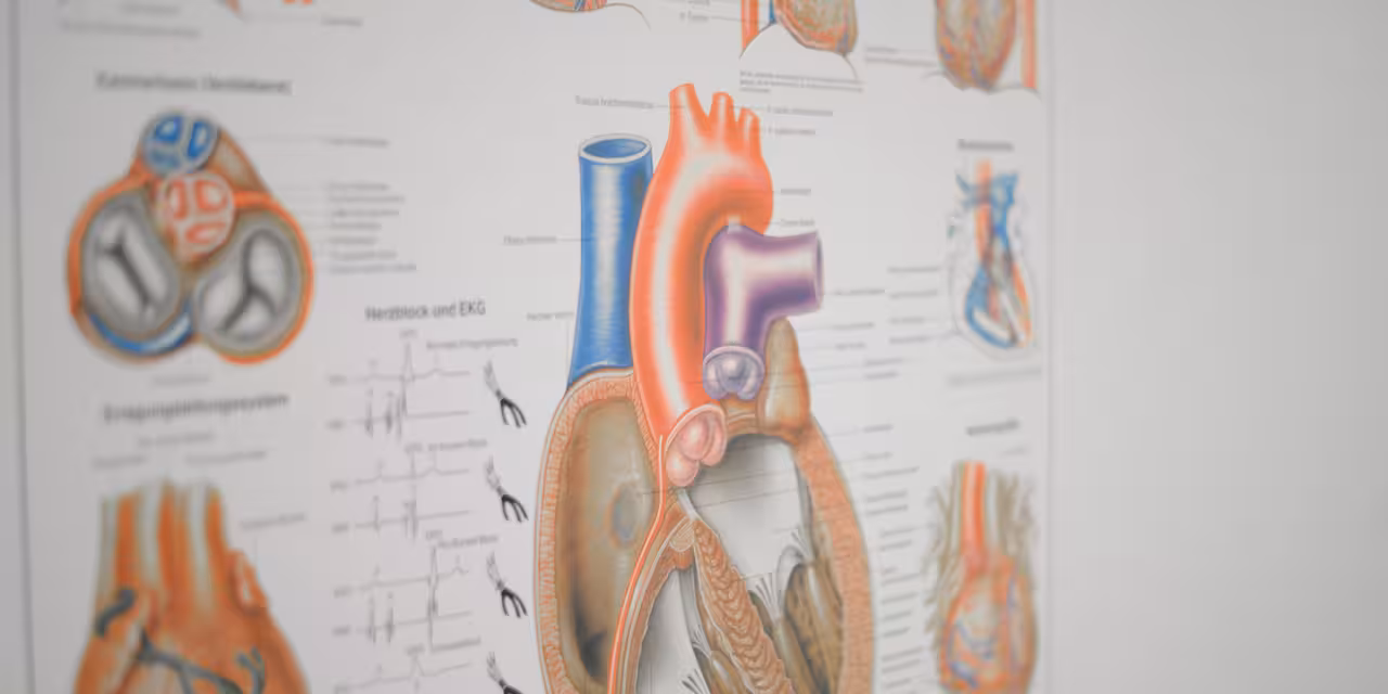 Plakat mit schematischer Darstellung des Herzens